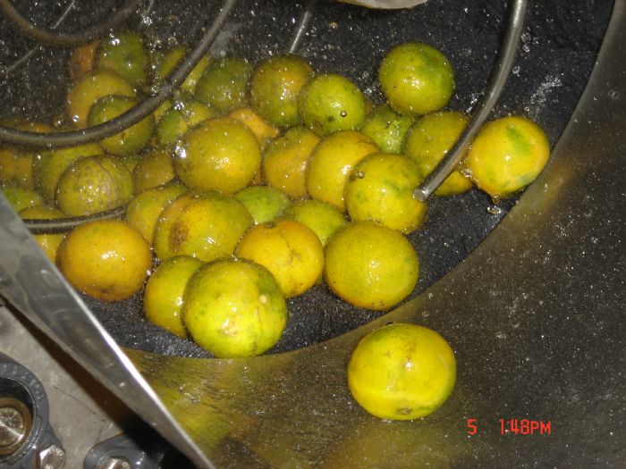  LAVADORA DE NARANJAS Y CITRICOS - 