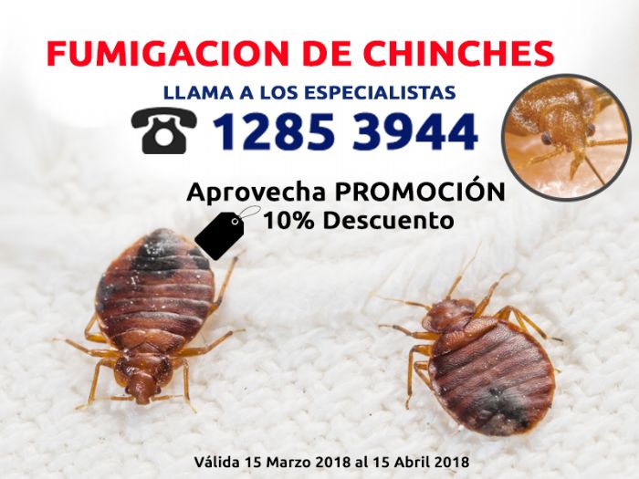 Fumigacion de chinches. - 