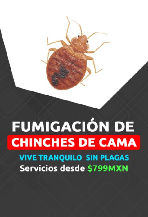 Fumigación de chinches - 