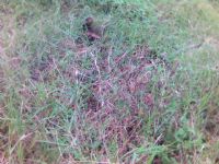 Gerberas - el invernadero