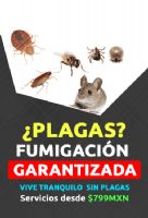 Fumigación de hormigas - 