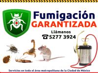FUMIGACION DE HORMIGAS - 